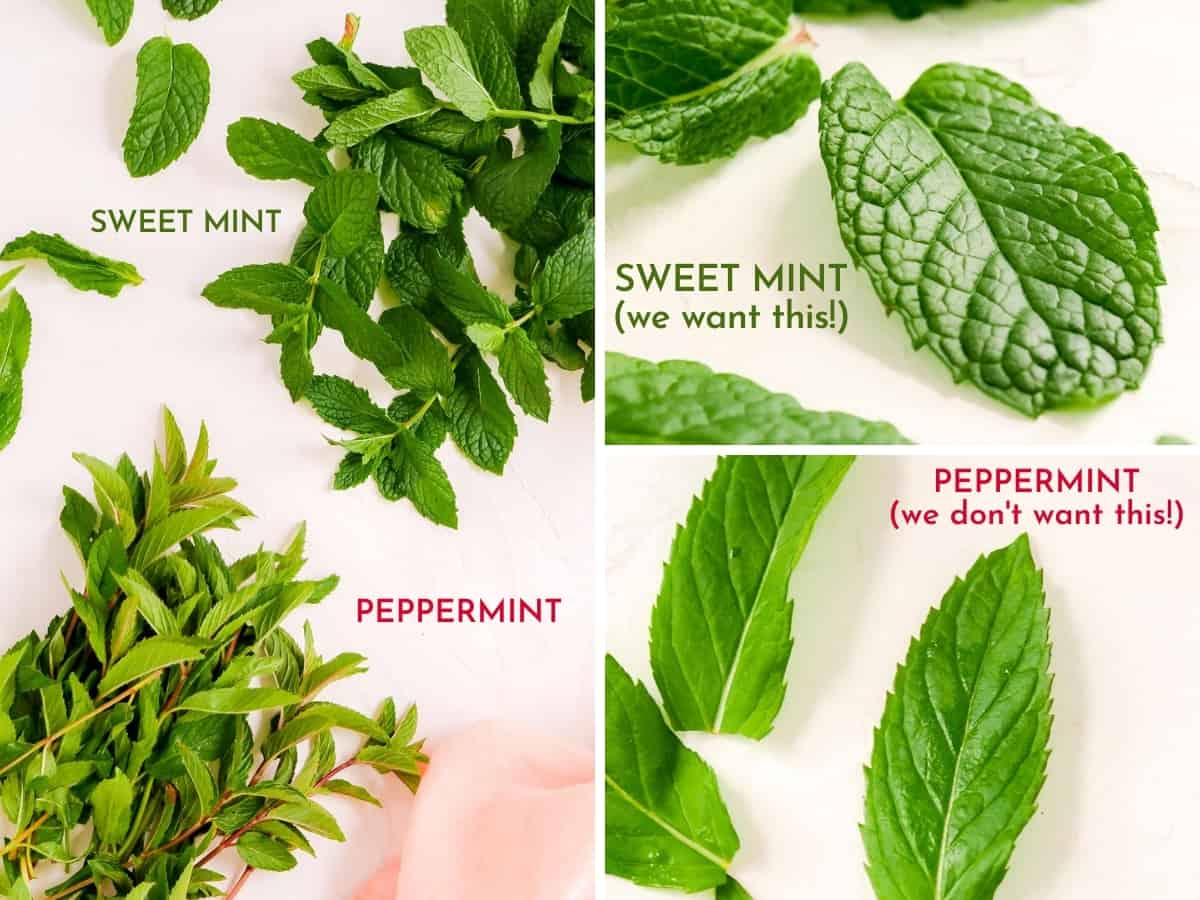 collage with bunches and single leaves of fresh peppermint and sweet mint to highlight how to identify each.